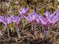 Reihe violetter Herbstzeitlose Blüten im Gegenlicht